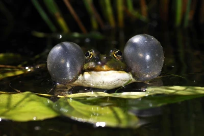 2016b