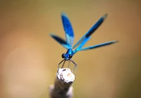 Insekten